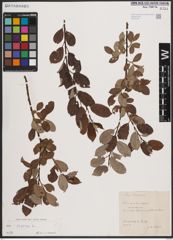 Foto von Salix caprea L.